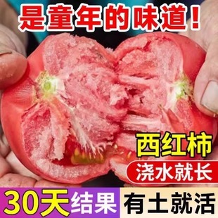 沙瓤西红柿种孑苗普罗旺斯番茄种子四季草莓圣女果籽盆栽蔬菜种子