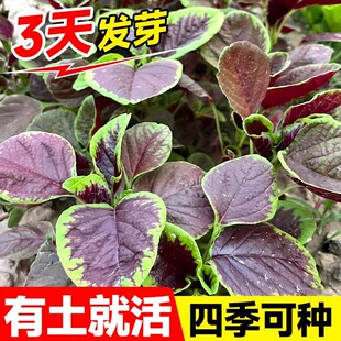 红苋菜种子野冬汉菜籽红圆叶苋菜四季播种阳台盆栽春秋蔬菜种籽孑