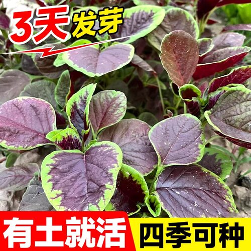 红苋菜种子野冬汉菜籽红圆叶苋菜四季播种阳台盆栽春秋蔬菜种籽孑
