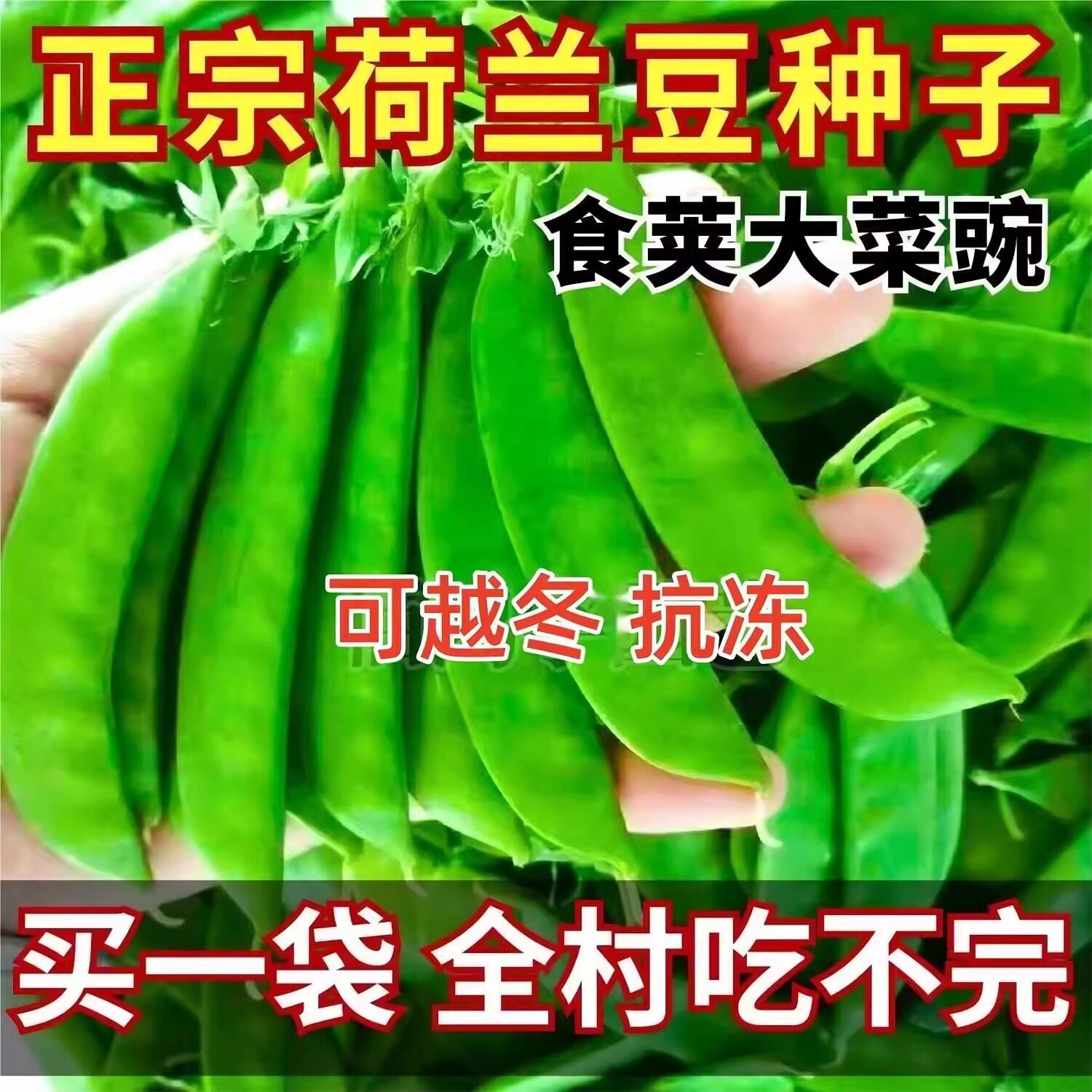 软荚甜脆荷兰豆种子豌豆苗四季播种大荚菜豆豌豆豆角种子蔬菜苗孑 - 实物图