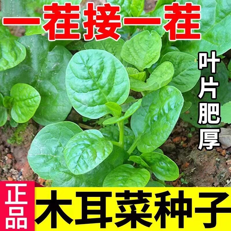 四季大叶木耳菜种子肉厚懒人耐高温阳台盆栽高钙青菜易种蔬菜种籽