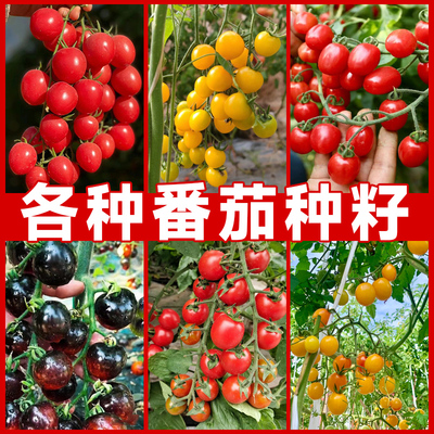 小番茄种子四季开花矮生