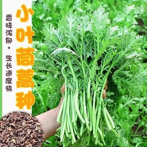 小叶茼蒿种子种籽菜种中叶大叶皇帝菜种青菜蔬菜孑菜籽茼蒿菜种子