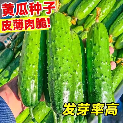 满地爬旱黄瓜籽种蔬菜种籽水果黄瓜青瓜秧苗种子四季阳台盆栽种孑