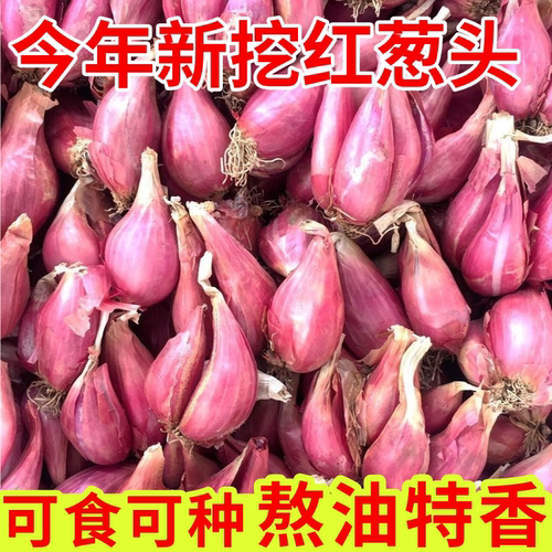 正宗红葱头香葱头干葱头火葱头种香新鲜小葱头广东农家自种小葱