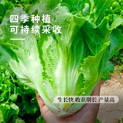 意大利生菜种子种籽四季蔬菜孔雀菜孑种菜籽奶油大速生菜阳台盆栽