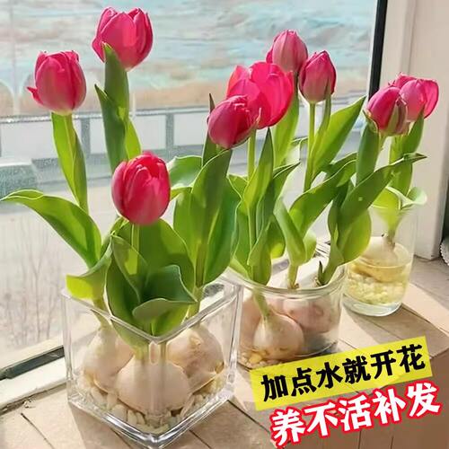 进口郁金香种球水培花卉植物室内盆栽花卉花苗四季花卉种子好养活
