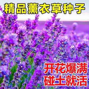 普罗旺斯薰衣草种子四季驱蚊虫盆栽香草花籽室内外阳台花种籽孑苗