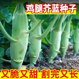 鸡腿芥兰种子芥兰菜种籽潮汕红芥蓝菜籽甜芯绿芥蓝种孑四季蔬菜籽
