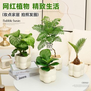 快速发货金钻绿植盆栽办公室桌面植D物室内客厅北欧风小盆栽四季
