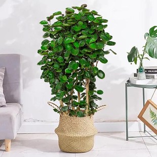 圆叶福禄桐盆栽老桩羽叶金钱兜客C厅落地盆景四季常青钱串子大绿