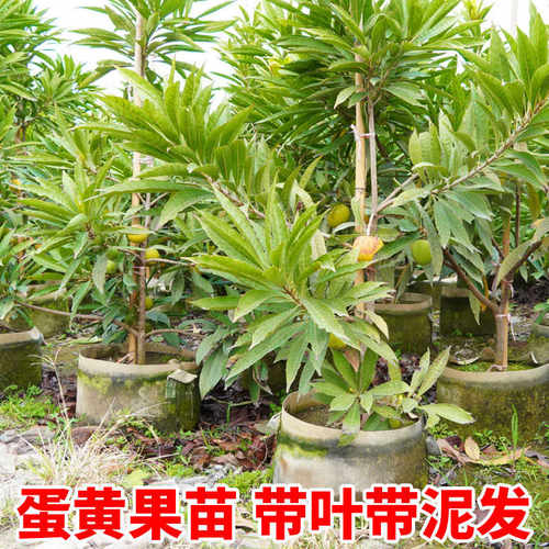 蛋黄果苗 鸡蛋果树苗 榴莲味罗斯果苗 耀堂 仙桃一号水果树苗盆栽