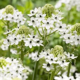 天鹅绒伯利恒之星种球 虎眼万年青雀梅圣心百合盆栽球茎植物