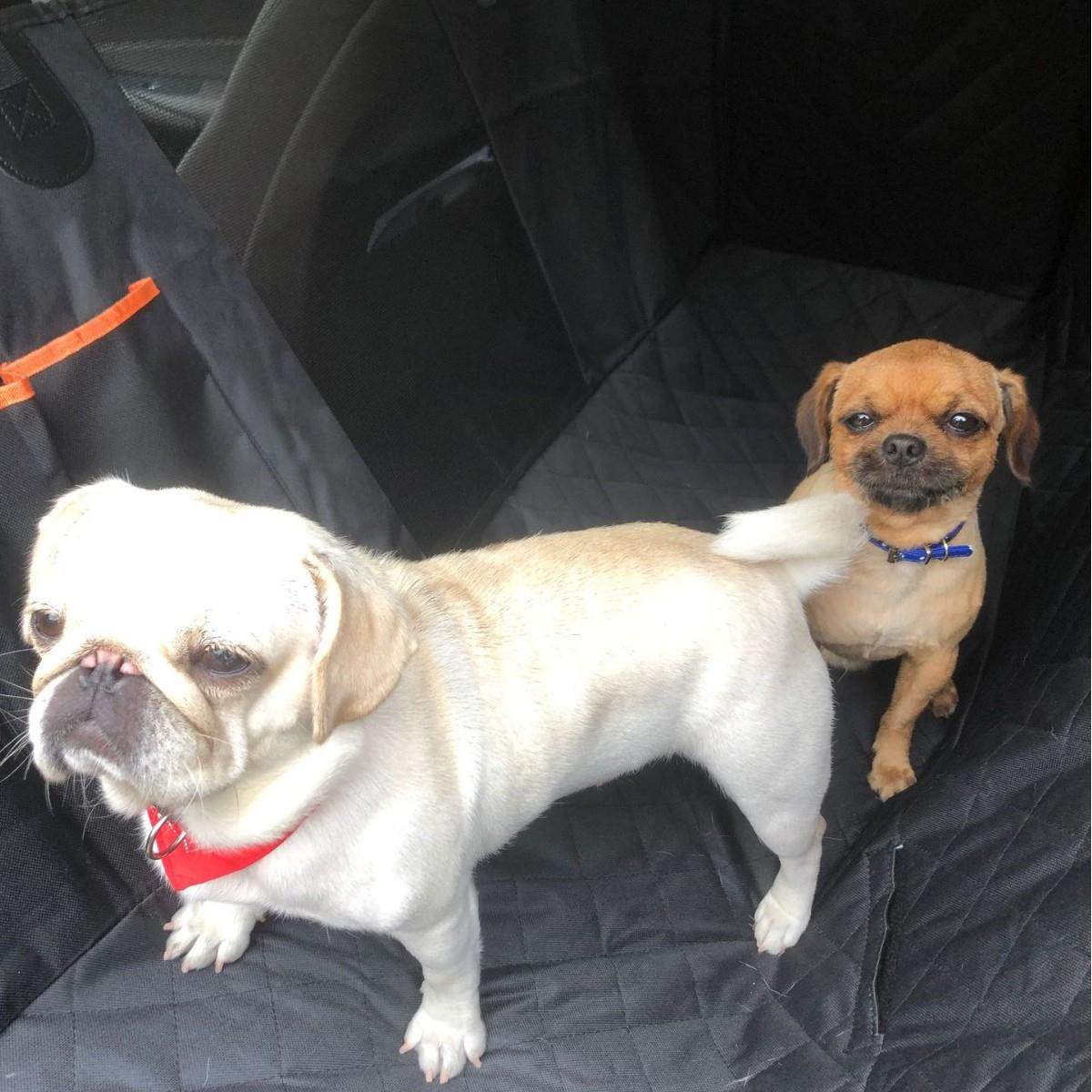 车载宠物垫狗狗汽车后排副驾车垫防水耐脏宠物多功能汽车垫子用品,宠物/宠物食品及用品,猫狗垫子,淘宝优惠券,粉丝福利购,淘宝优惠卷