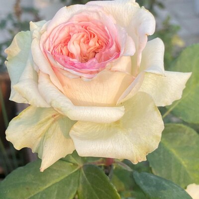 蝴蝶公主月季花大苗盆栽花店玫瑰特大花阳台庭院大花浓香四季花卉