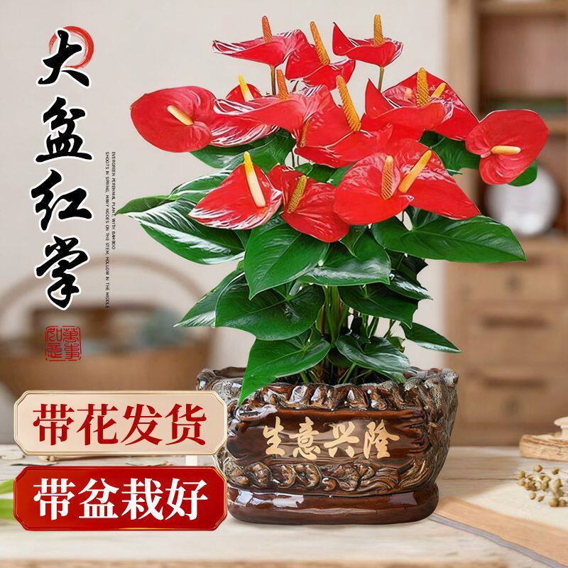 红掌盆栽带花大叶大花旺宅植物易活多季开花卉绿植物室内好养