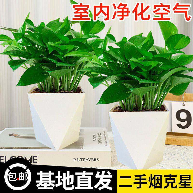 绿萝水培盆栽室内吸甲醛植物客厅净化空气绿箩花卉绿植带盆
