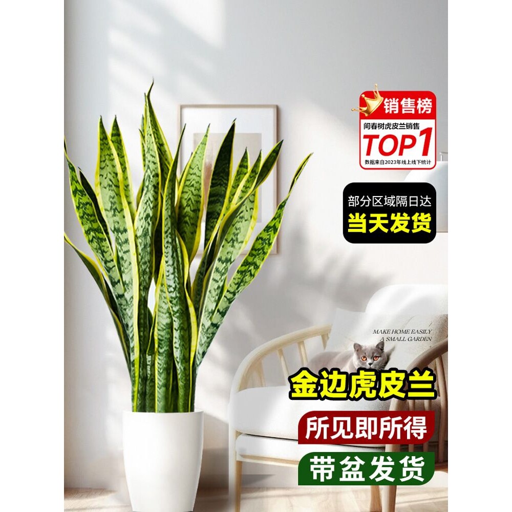 金边虎皮兰绿植盆栽室内大型花卉客厅净化空气多肉植物好养虎