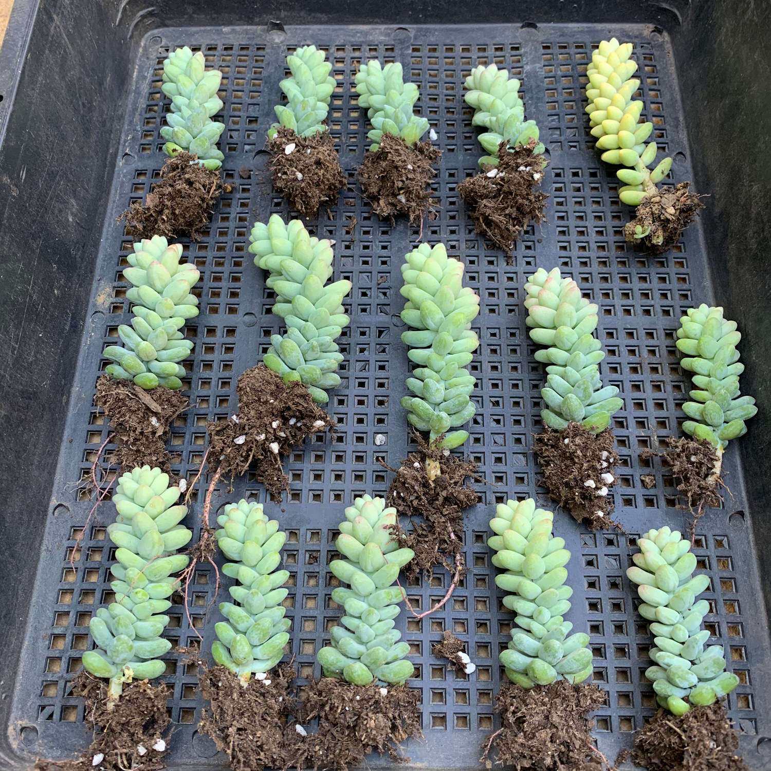 玉坠多肉植物彩虹新玉坠花卉盆栽垂钓型新手好养基地直发