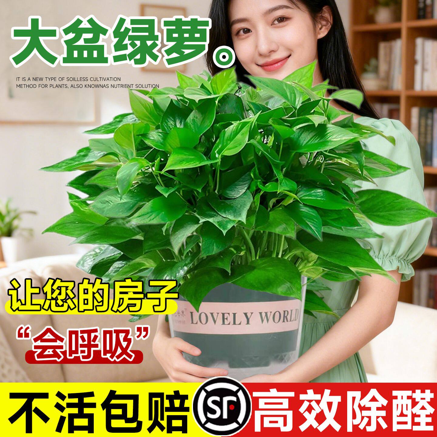 绿萝盆栽室内植物新房家用净化空气水培绿植花卉长藤垂吊大叶