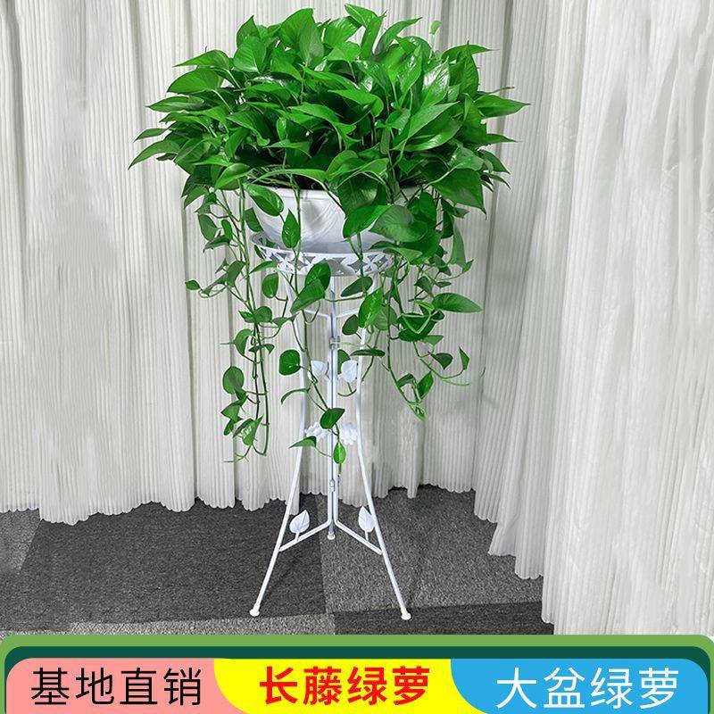 长藤绿萝室内盆栽新房客厅除甲醛大盆绿箩植物叶好养花卉绿植