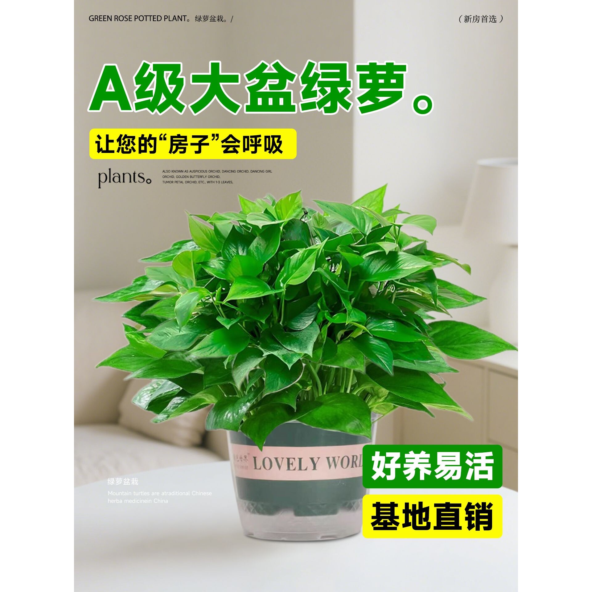 绿萝盆栽室内植物花卉绿植水培长藤垂吊大叶绿箩新房家用净化