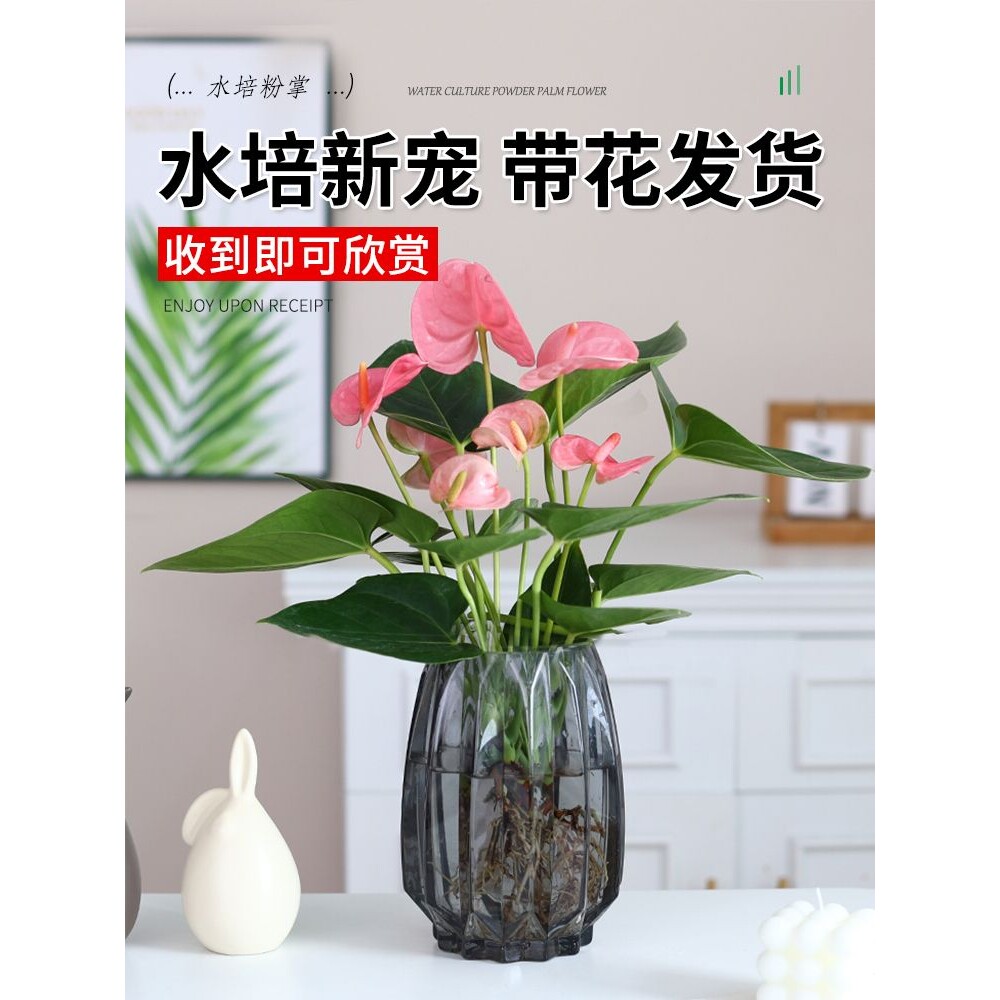 水培植物粉掌盆栽花卉植物室内花办公室桌面多季开花好养红掌