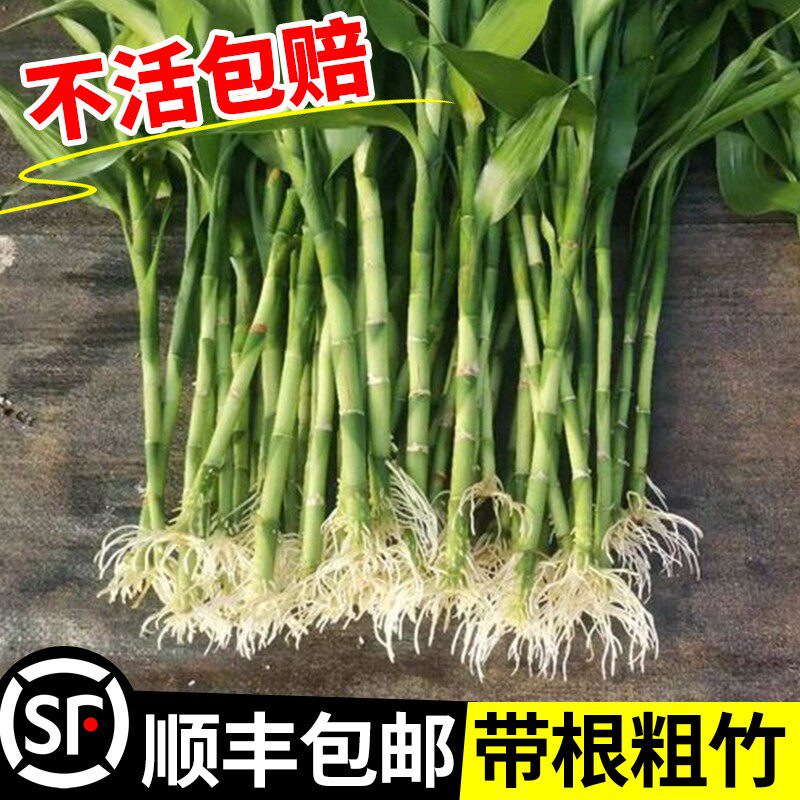 速发带根富贵竹水培植物水养粗杆节节高盆栽室内客厅四季招财有根