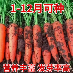 九寸三红胡萝卜种子夏秋季耐热寒水果蔬菜生吃脆甜四季田园红萝卜