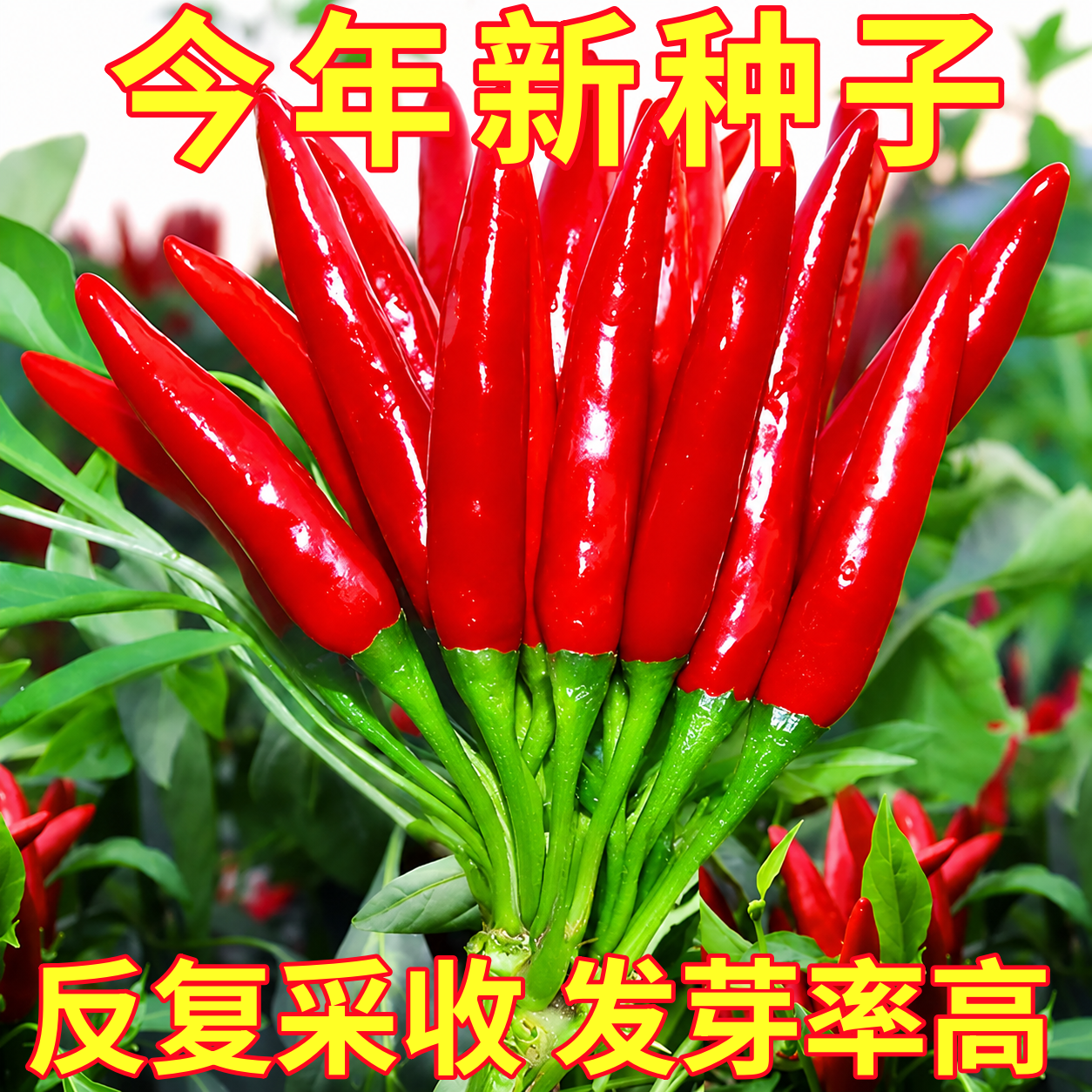 朝天椒种子种籽辣椒苗小米辣椒南方盆栽蔬菜菜苗孑秧苗甜椒带土