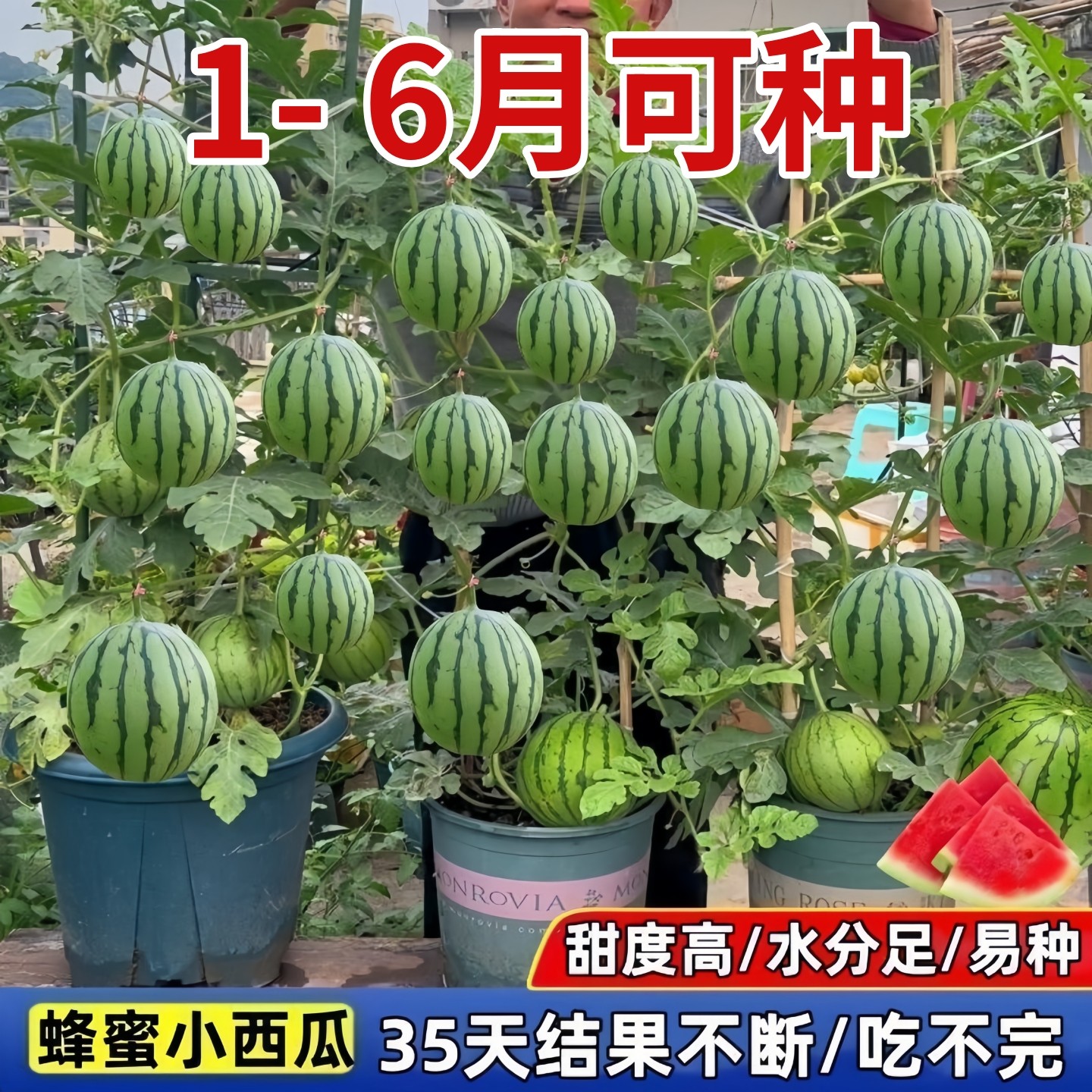 蜂蜜小西瓜种籽四季盆栽西瓜阳台水果蔬菜无籽春季薄皮西瓜树种子