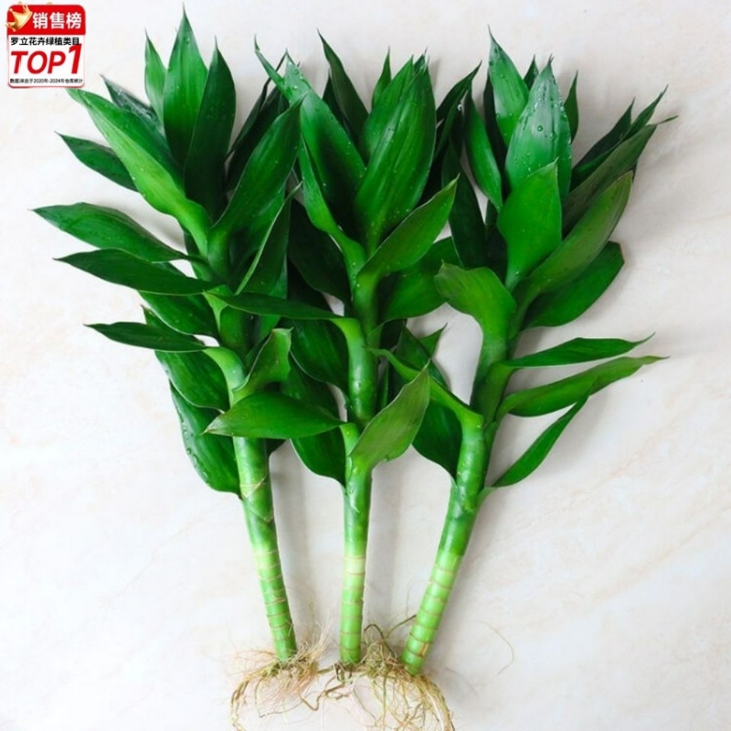 【带根发货】观音竹水培绿植盆栽富贵竹莲花竹水养植物室内客