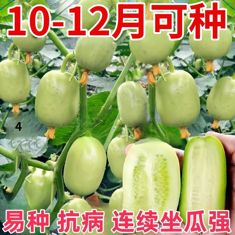 寿光金童玉女拇指小水果黄瓜苗秧旱大小黄瓜种籽四季盆栽春秋高产