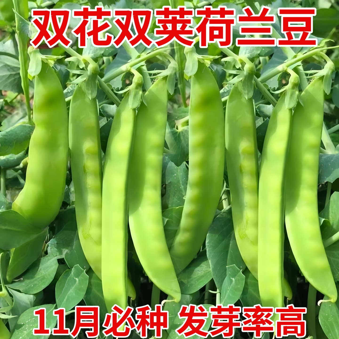 双花双荚软荚荷兰豆种籽高产豌豆种籽秋冬季盆栽农家菜园蔬菜种子