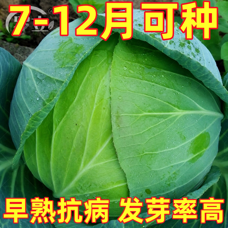 甘蓝种子耐热大头菜子包菜卷心菜高产四季蔬菜种籽包心菜孑包心菜