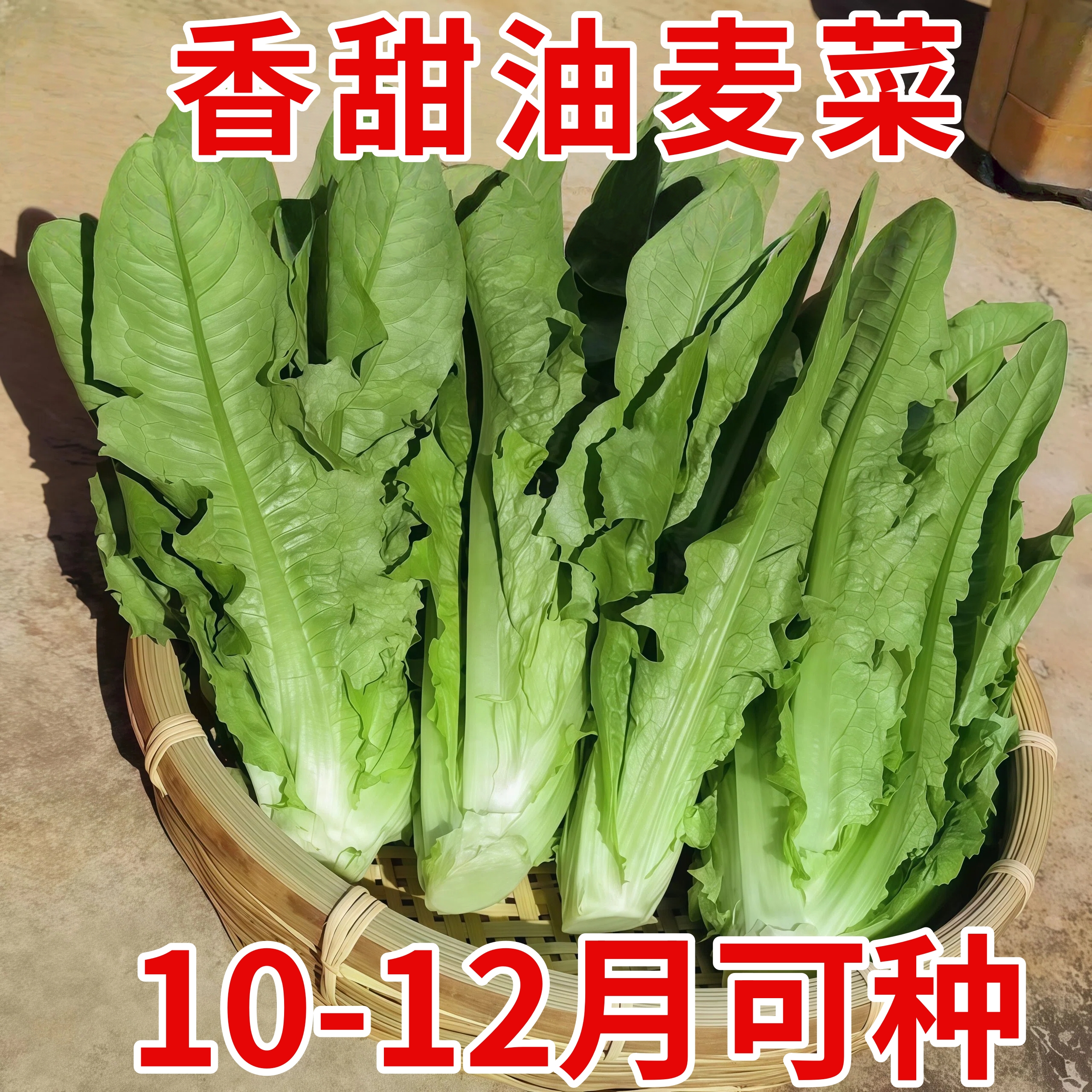 速生香甜油麦菜种子莜麦菜苦菜种籽春秋播种农家菜园庭院蔬菜种孑