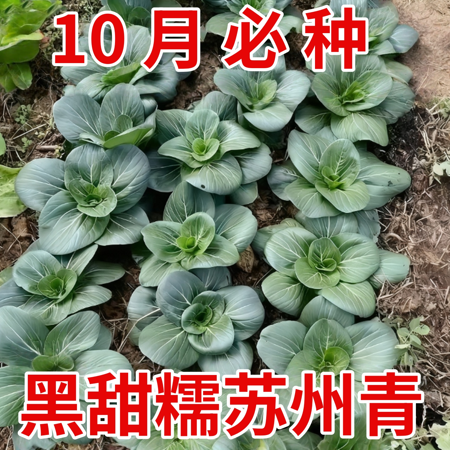 苏州青种子黑叶矮脚黑大头抗寒肉厚抗病青梗菜小青菜种籽四季种植