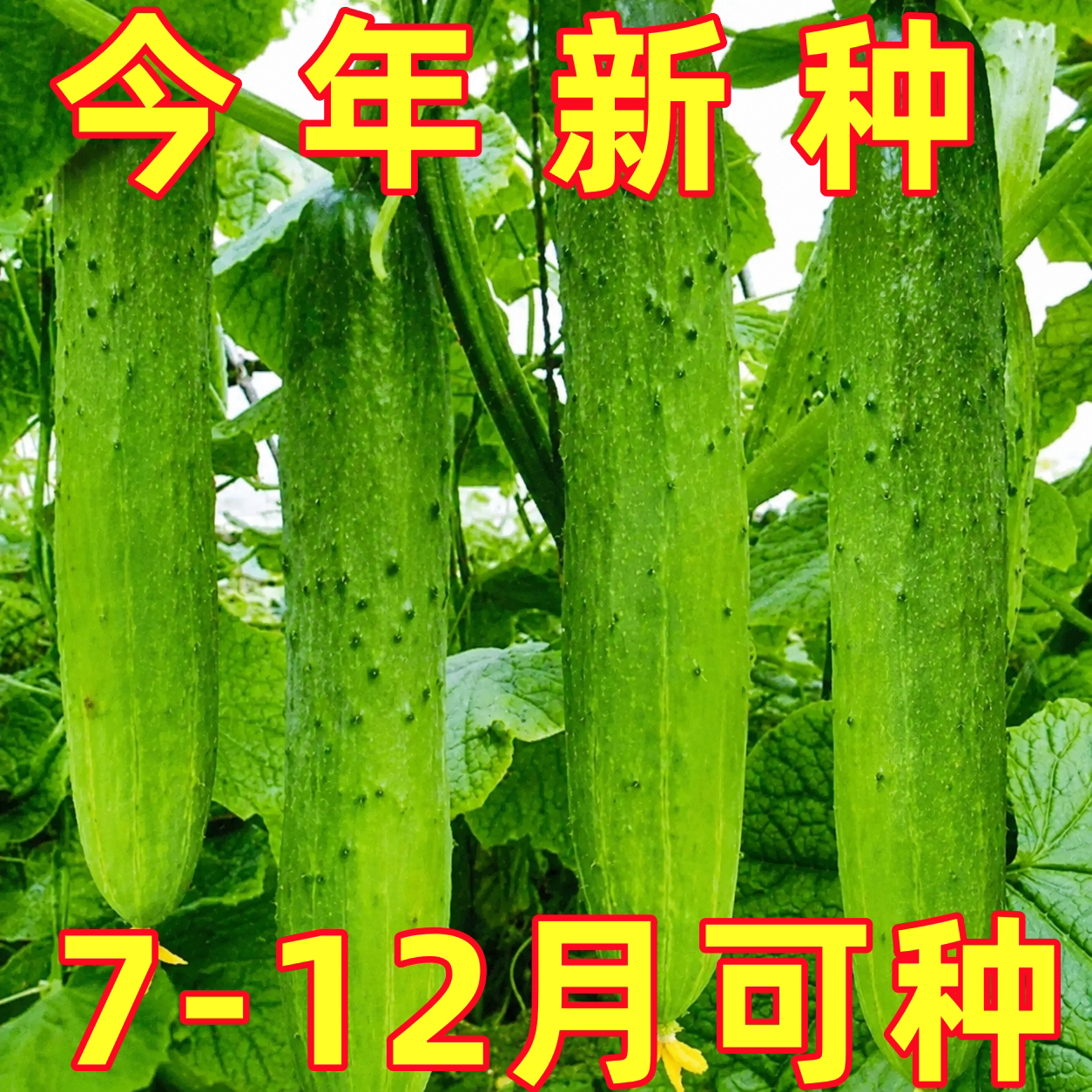 唐山秋瓜黄瓜种子旱水果甜黄瓜种子多汁春夏秋播黄瓜种籽蔬庭院