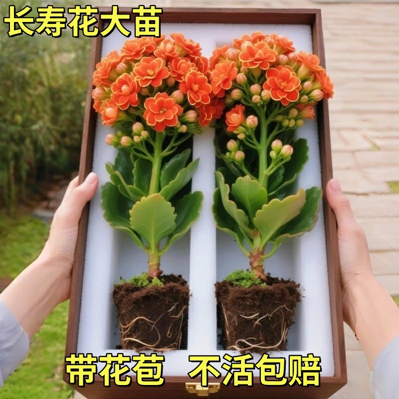 【稀有长寿花】金狐狸盆栽大花重瓣带花苞室内外花卉直销
