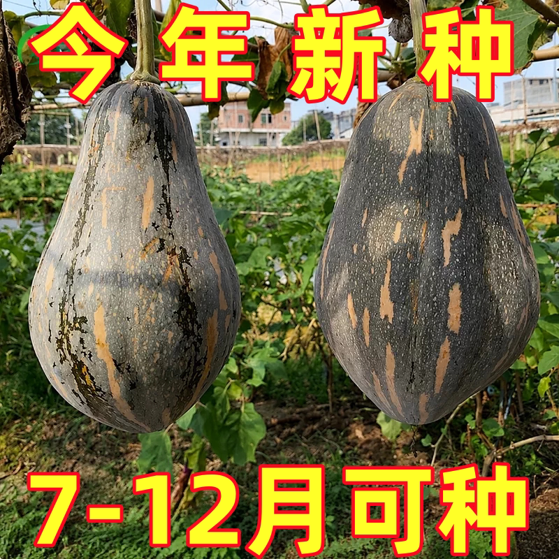 香芋南瓜种子籽浓香四季特大香南瓜苗板栗味小南瓜苗秋冬蔬菜种子