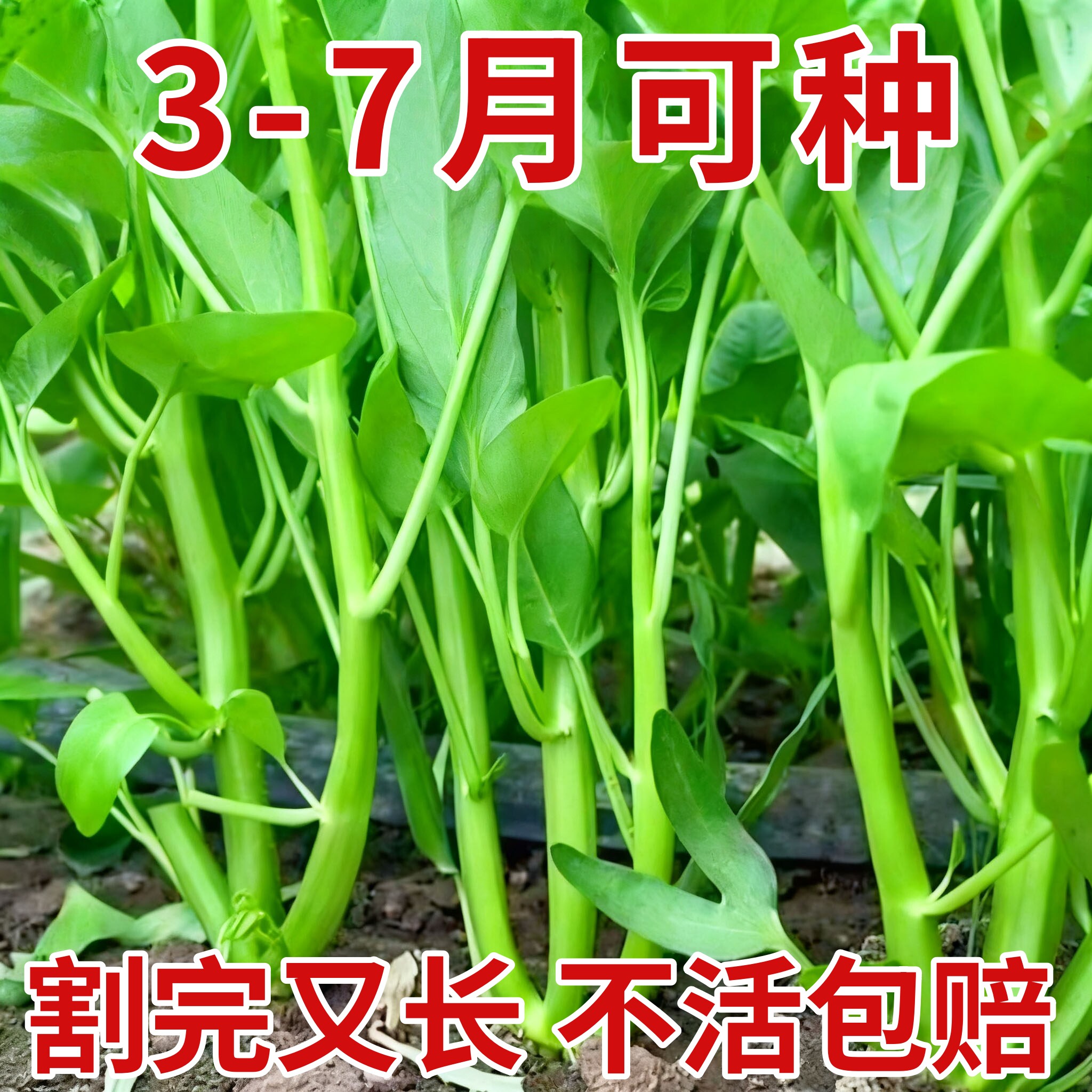 三叉空心菜种子青梗小叶空心菜籽四季通菜蕹菜小叶三叉戟空心菜孑
