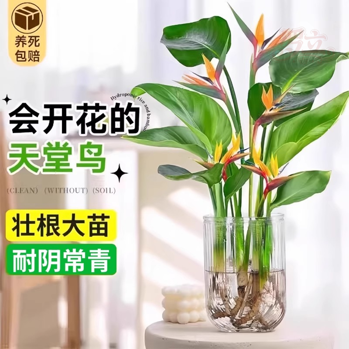 水培植物天堂鸟绿植盆栽花卉植物室内客厅无土水培龟背竹四季常绿
