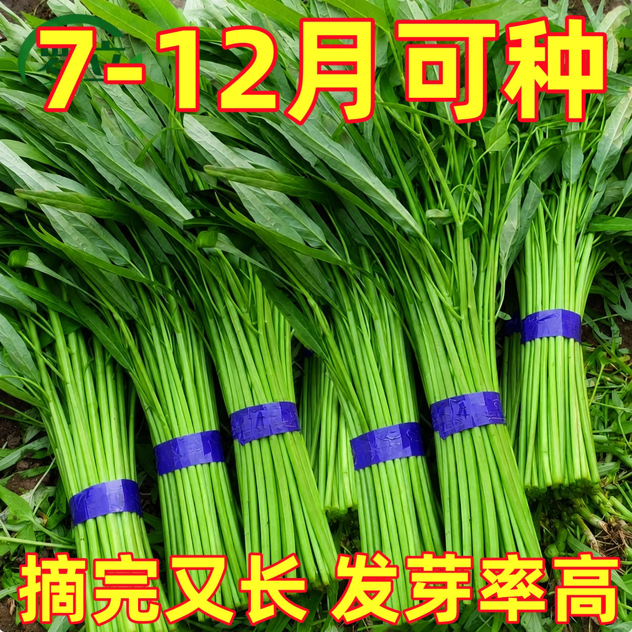 正宗泰国柳叶空心菜种籽白梗三叉菜秧苗蔬菜种子孑大全四季高产竹