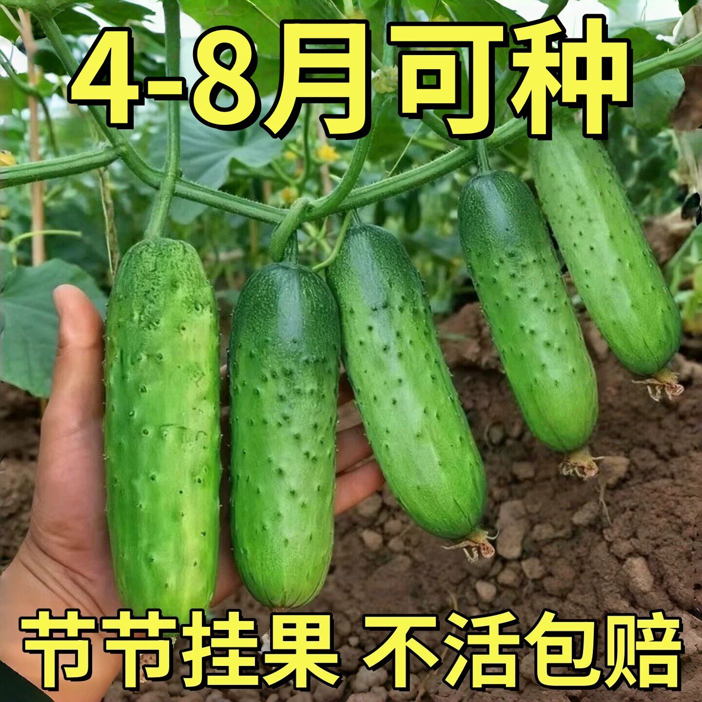 水果黄瓜苗秧苗种子蔬菜苗玉女黄瓜荷兰小青瓜老品种阳台盆栽种苗