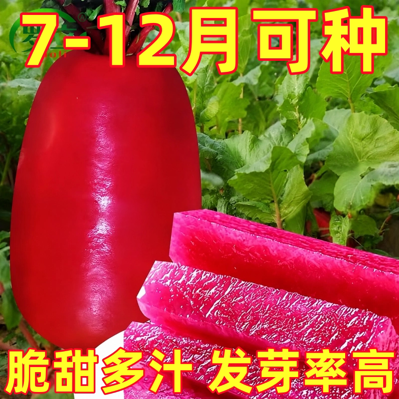 凤梨水果萝卜种籽大全红皮红心萝卜种子紫美人四季播阳台盆栽种孑