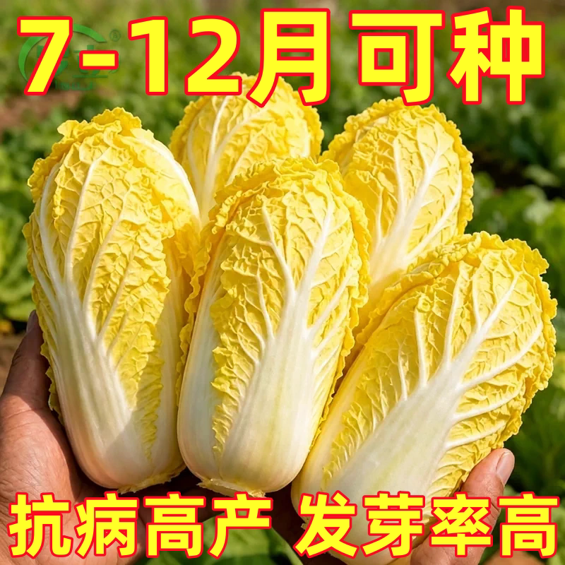 娃娃菜四季种子种籽黄心蔬菜种孑农家春季白菜冬季种的菜种正宗