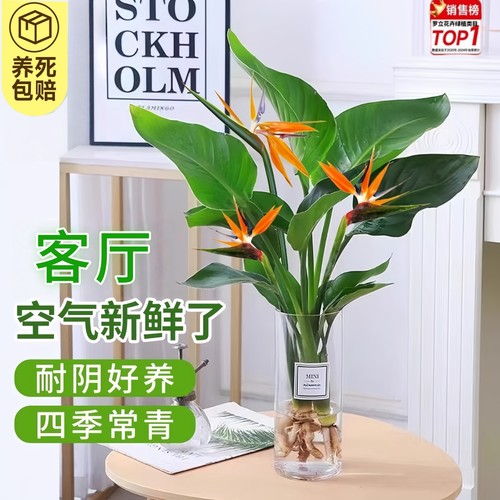 水培无土天堂鸟盆栽客厅室内花卉绿植办公室轻奢绿色植物鹤望兰