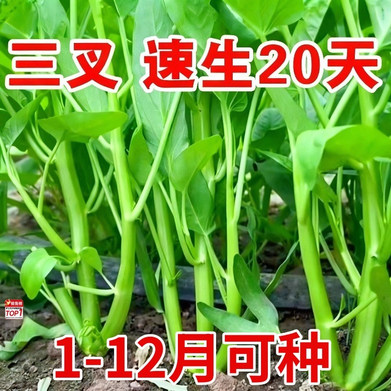 三叉空心菜种籽四季水培蔬菜种子阳台种植大叶柳叶叶通心菜苗种孑,鲜花速递/花卉仿真/绿植园艺,种苗/半成品盆栽,淘宝优惠券,粉丝福利购,淘宝优惠卷