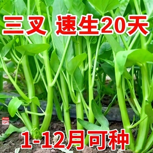 三叉空心菜种籽四季水培蔬菜种子阳台种植大叶柳叶叶通心菜苗种孑