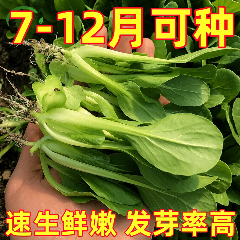 鸡毛菜种子四季速生小白菜种籽小青菜油菜籽种上海青蔬菜种孑大全